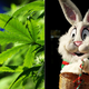 Illustration for article titled Weedster May Have Been Too Much For Us To Handle